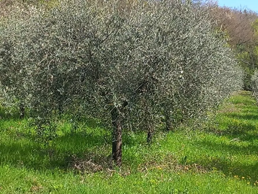 Immagine 33 di Villa in vendita  in Loc. Sant'Angelo a Montegiovi 13 a Capolona
