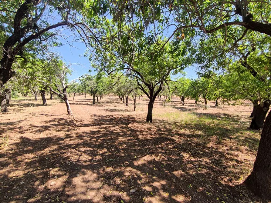 Immagine 5 di Rustico / casale in vendita  in Contrada Volpiglia snc a Noto