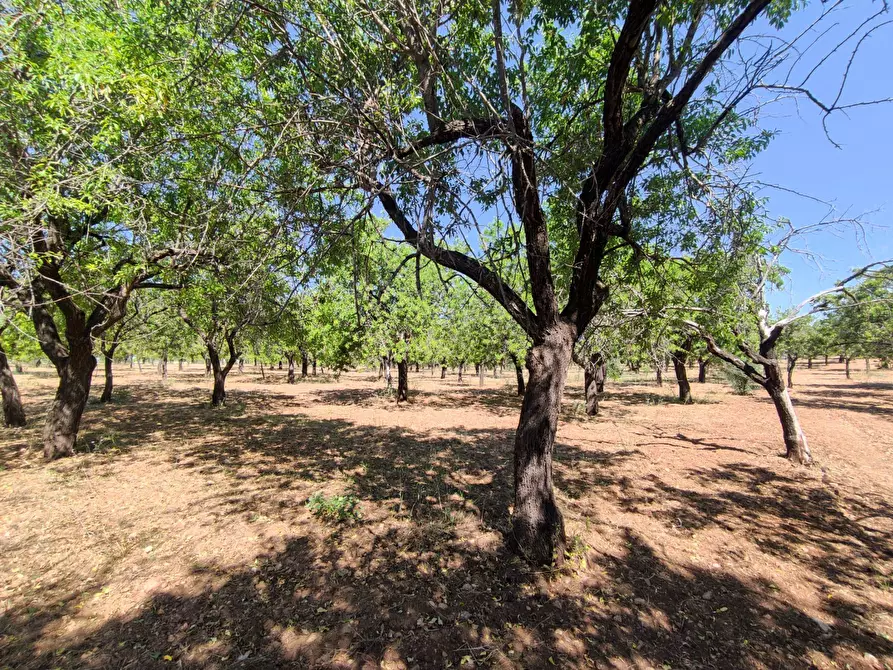 Immagine 6 di Rustico / casale in vendita  in Contrada Volpiglia snc a Noto