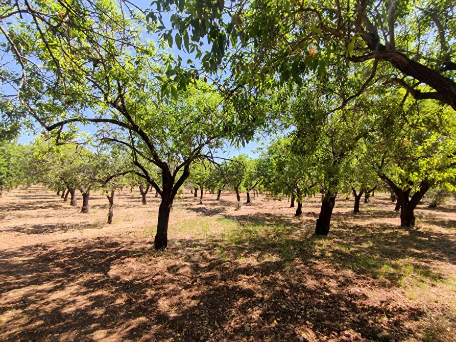 Immagine 7 di Rustico / casale in vendita  in Contrada Volpiglia snc a Noto