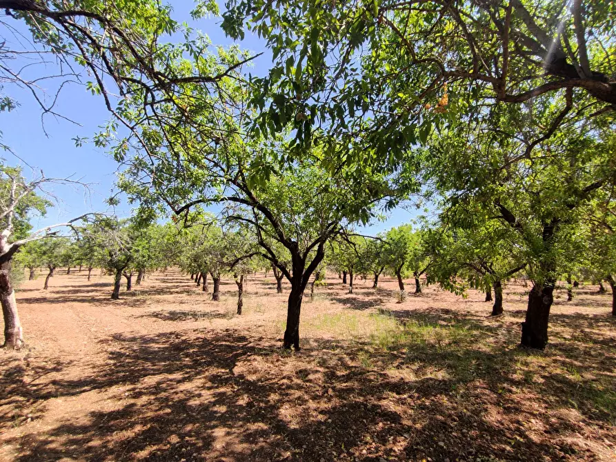 Immagine 9 di Rustico / casale in vendita  in Contrada Volpiglia snc a Noto