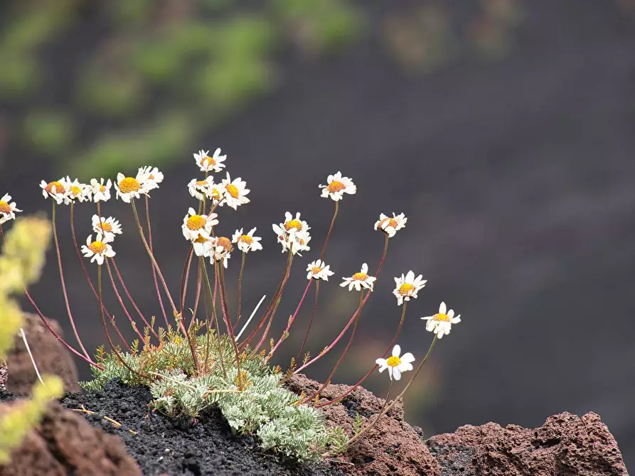 Immagine 4 di Terreno agricolo in vendita  in ss120 snc a Linguaglossa