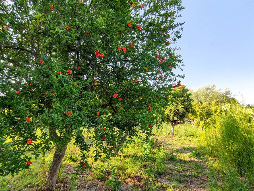 Immagine 36 di Villa in vendita  in Via Vanella 182 snc a Modica