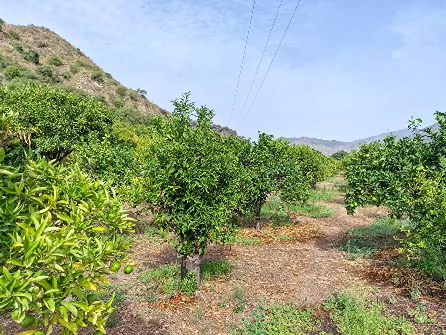 Immagine 15 di Rustico / casale in vendita  in strada provinciale 81 snc a Castiglione Di Sicilia