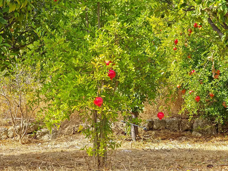 Immagine 13 di Rustico / casale in vendita  in strada provinciale 81 snc a Castiglione Di Sicilia