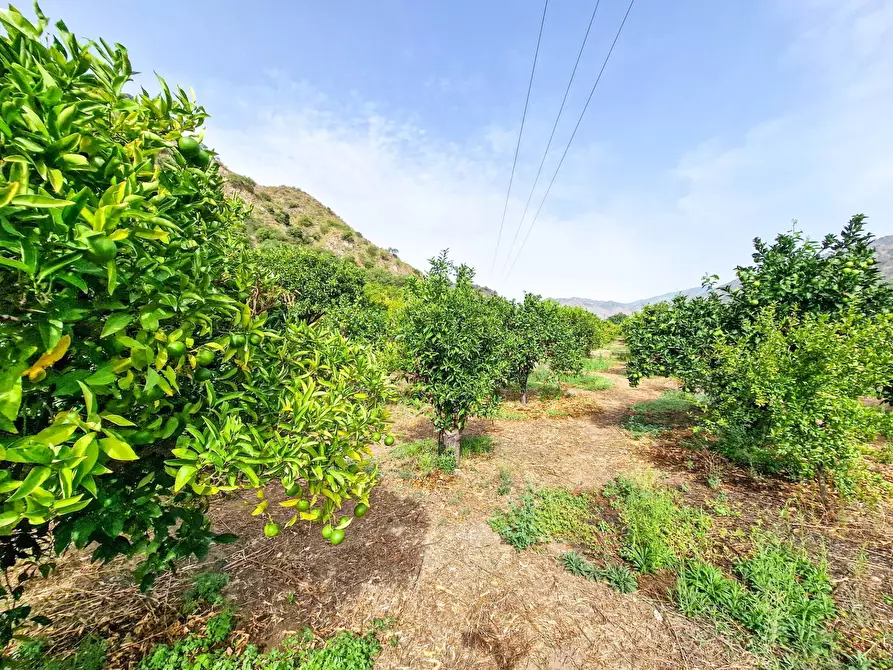 Immagine 27 di Rustico / casale in vendita  in strada provinciale 81 snc a Castiglione Di Sicilia