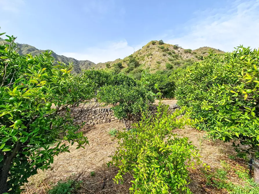 Immagine 28 di Rustico / casale in vendita  in strada provinciale 81 snc a Castiglione Di Sicilia