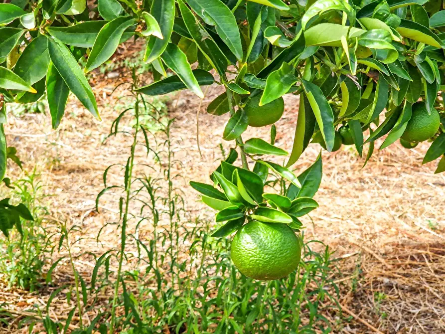 Immagine 12 di Rustico / casale in vendita  in strada provinciale 81 snc a Castiglione Di Sicilia