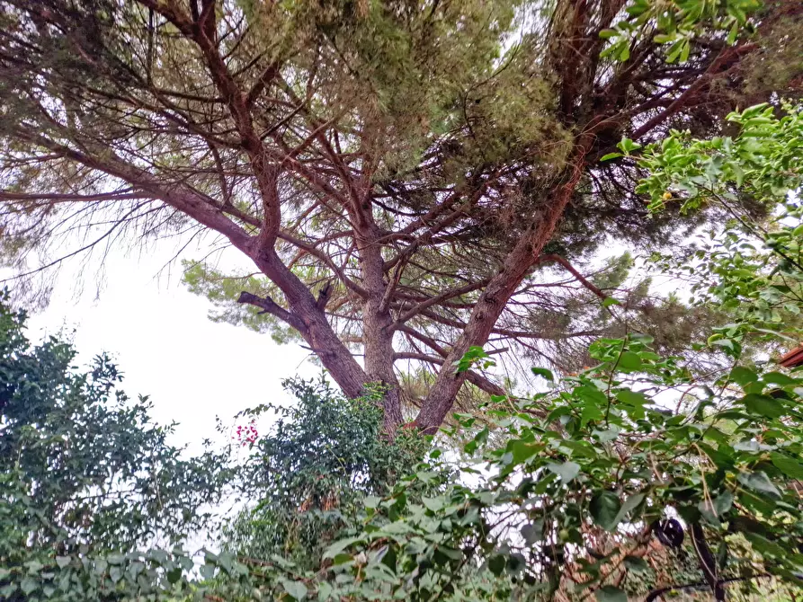 Immagine 17 di Villa in vendita  in Viscalori snc a Viagrande