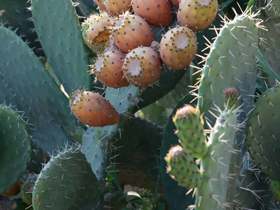 Immagine 60 di Albergo/B&B/Residence in affitto  in contrada favara snc a Ispica