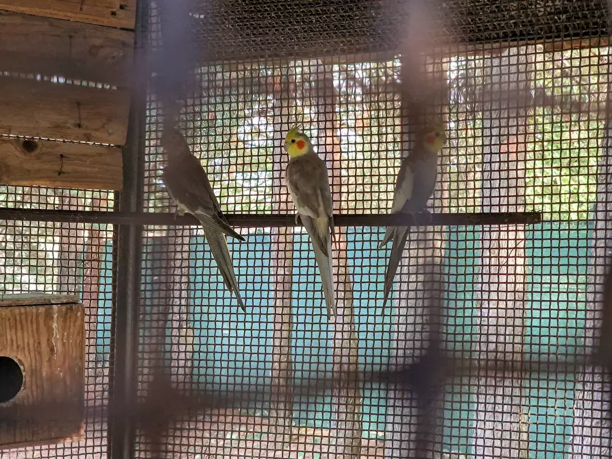 Immagine 46 di Villa in vendita  in Menghisi snc a Noto