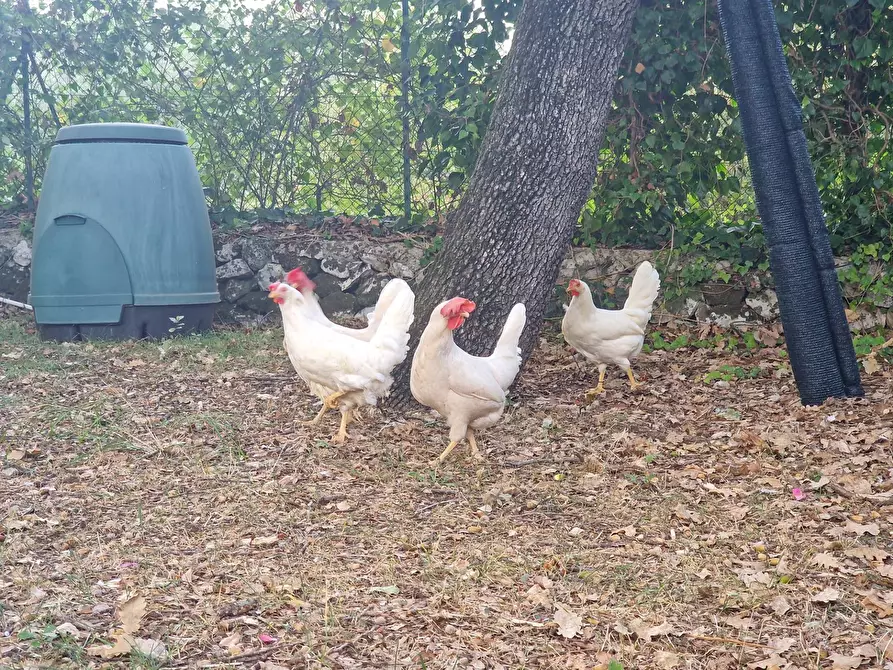 Immagine 64 di Villa in vendita  in Menghisi snc a Noto