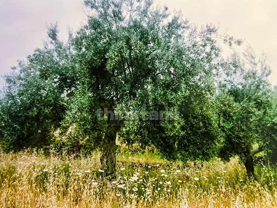 Immagine 9 di Rustico / casale in vendita  in Contrada Capreria snc a Gravina Di Catania