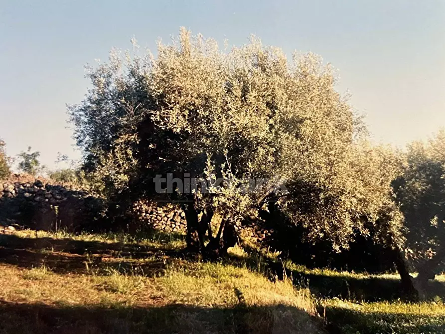 Immagine 13 di Rustico / casale in vendita  in Contrada Capreria snc a Gravina Di Catania