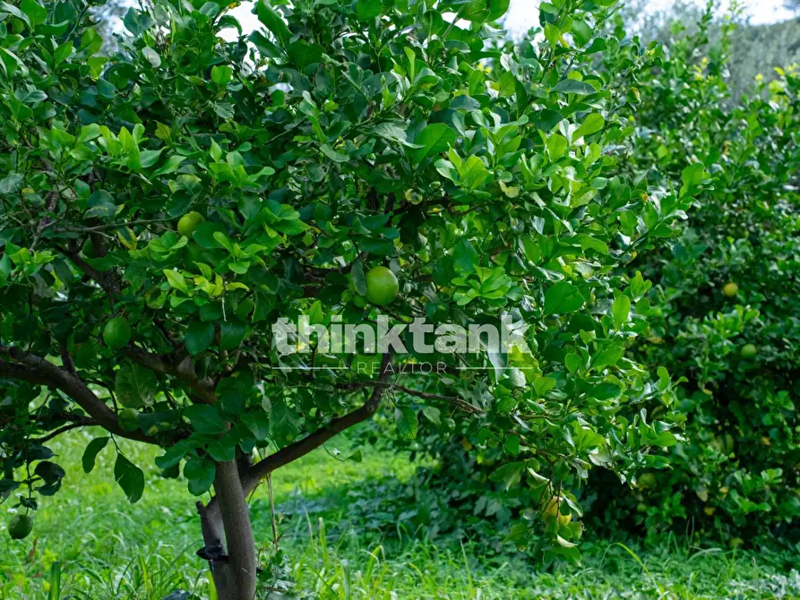 Immagine 60 di Terreno residenziale in vendita  in Via delle Ginestra a Avola