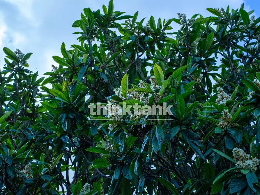 Immagine 62 di Terreno residenziale in vendita  in Via delle Ginestra a Avola