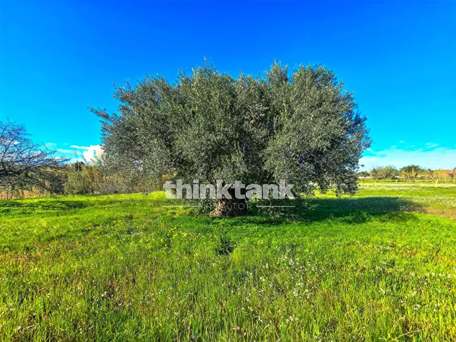 Immagine 32 di Villa in vendita  in Via della Canapa a Ispica