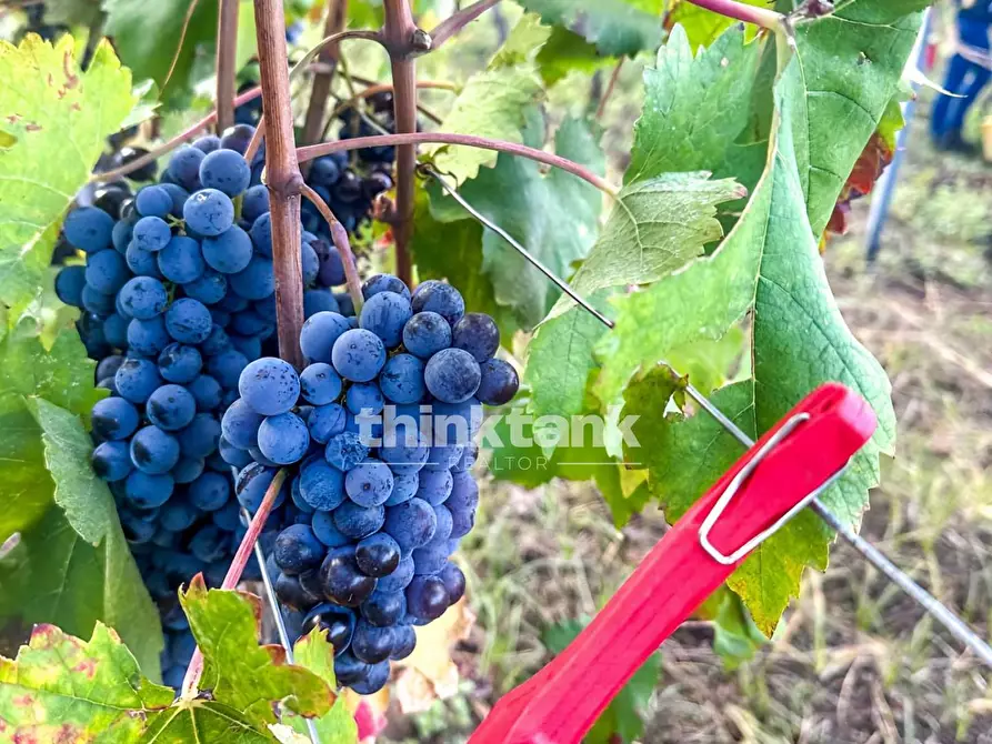 Immagine 4 di Villa in vendita  in Verzella a Castiglione Di Sicilia