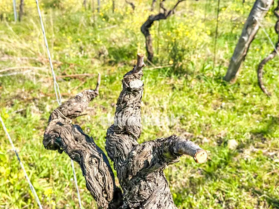 Immagine 5 di Villa in vendita  in Verzella a Castiglione Di Sicilia