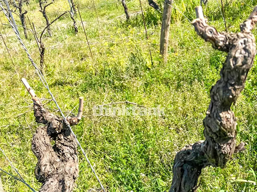 Immagine 6 di Villa in vendita  in Verzella a Castiglione Di Sicilia