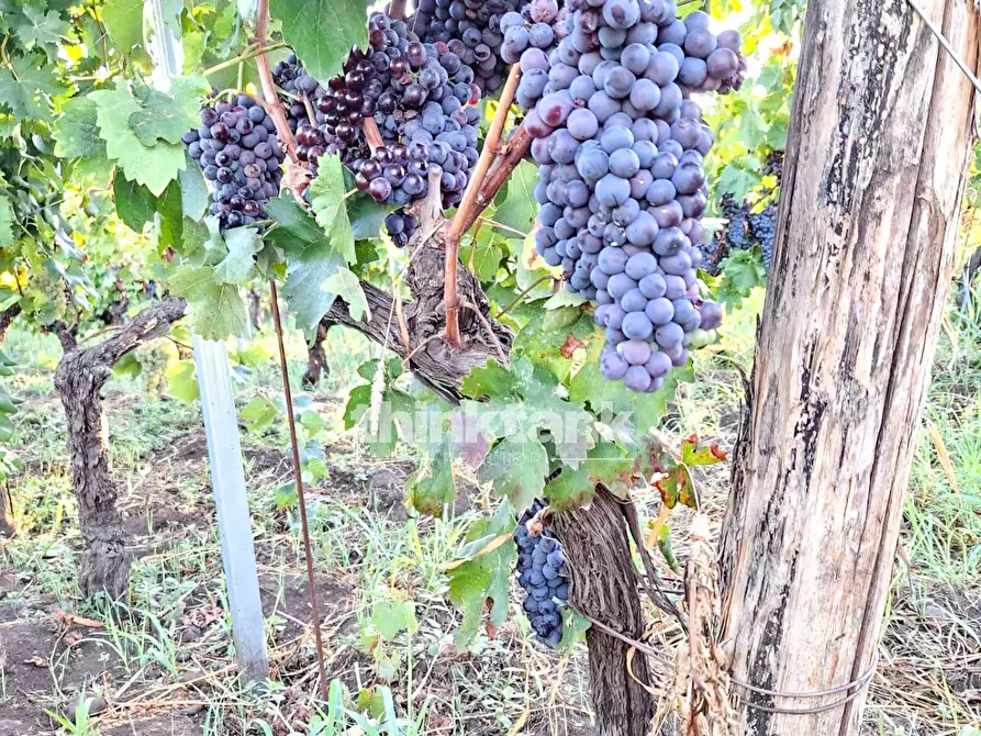 Immagine 9 di Villa in vendita  in Verzella a Castiglione Di Sicilia