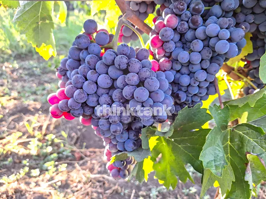 Immagine 10 di Villa in vendita  in Verzella a Castiglione Di Sicilia