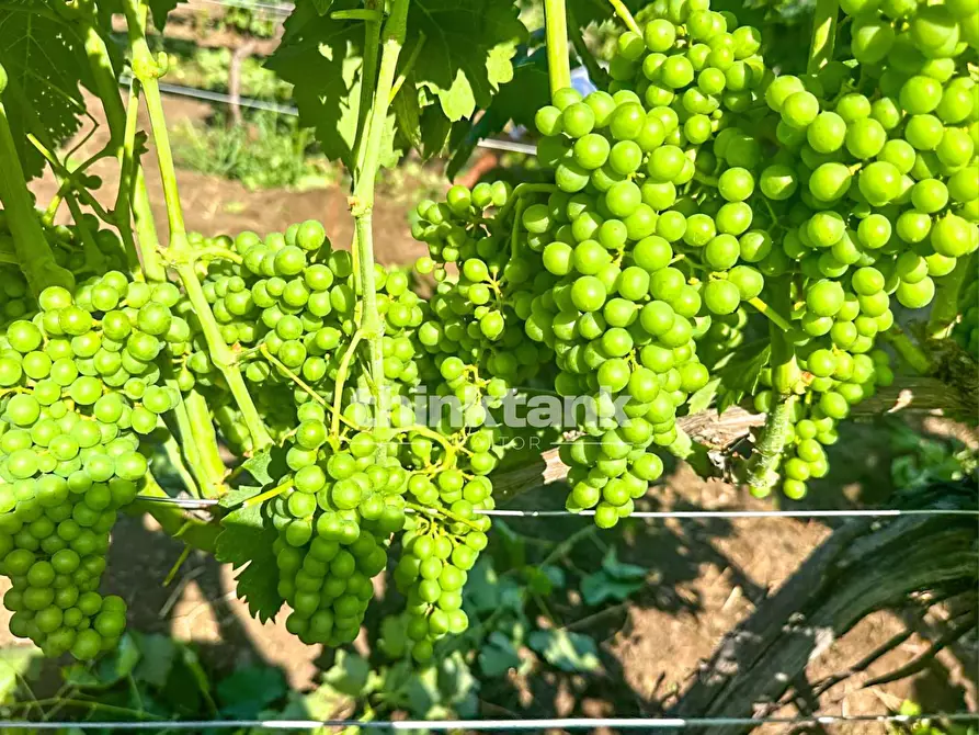 Immagine 11 di Villa in vendita  in Verzella a Castiglione Di Sicilia