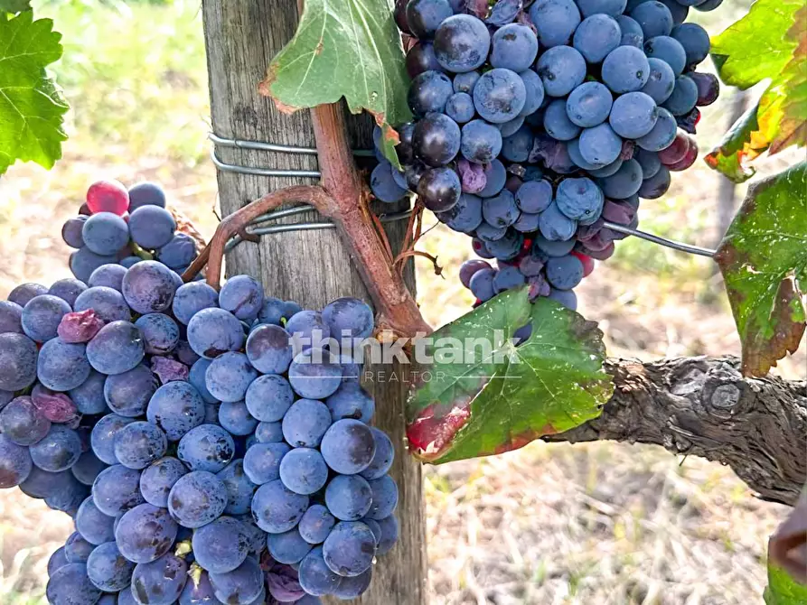 Immagine 13 di Villa in vendita  in Verzella a Castiglione Di Sicilia