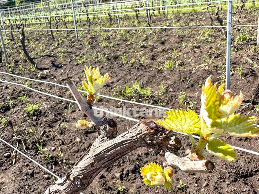 Immagine 14 di Villa in vendita  in Verzella a Castiglione Di Sicilia