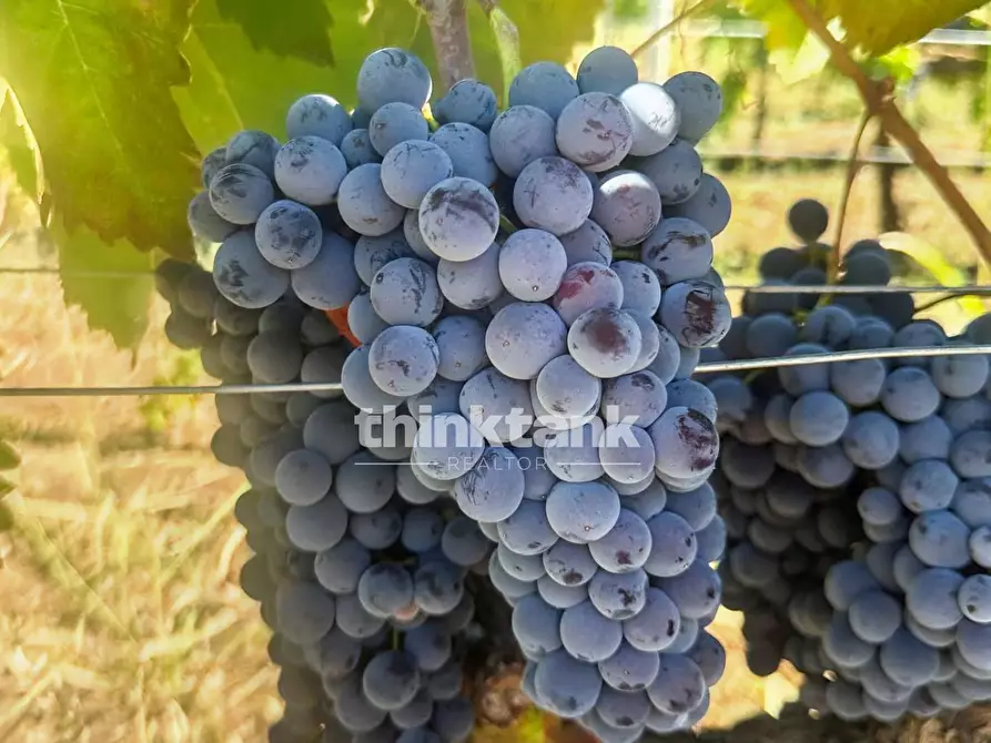 Immagine 16 di Villa in vendita  in Verzella a Castiglione Di Sicilia