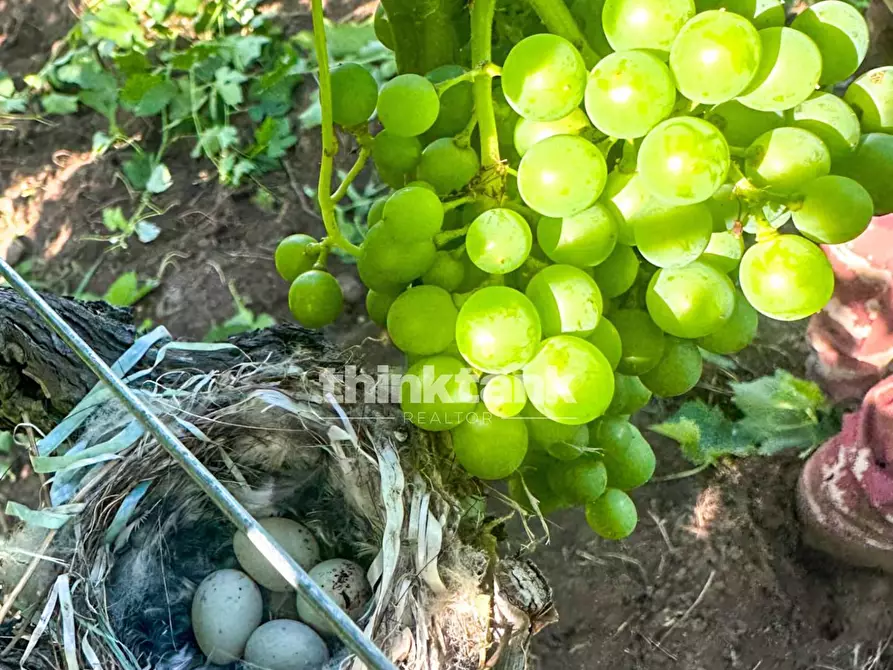 Immagine 17 di Villa in vendita  in Verzella a Castiglione Di Sicilia