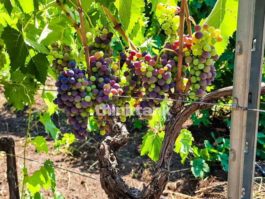 Immagine 7 di Villa in vendita  in Verzella a Castiglione Di Sicilia
