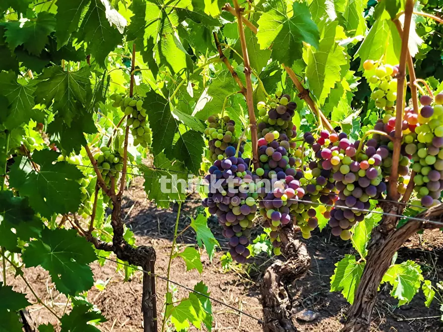 Immagine 8 di Villa in vendita  in Verzella a Castiglione Di Sicilia