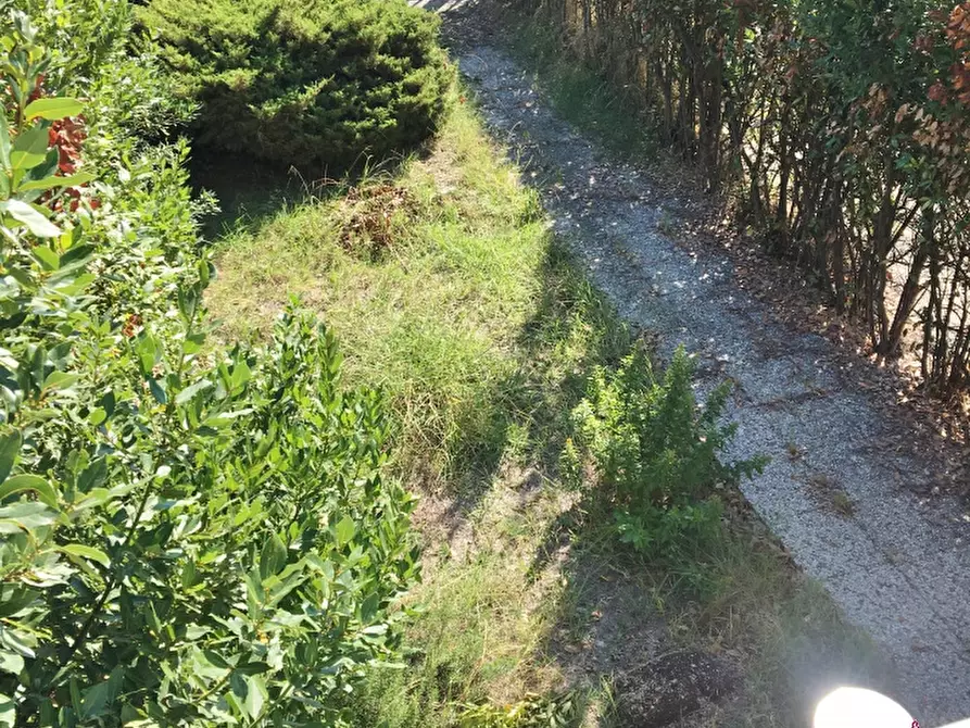 Immagine 5 di Magazzino in affitto  a Camaiore