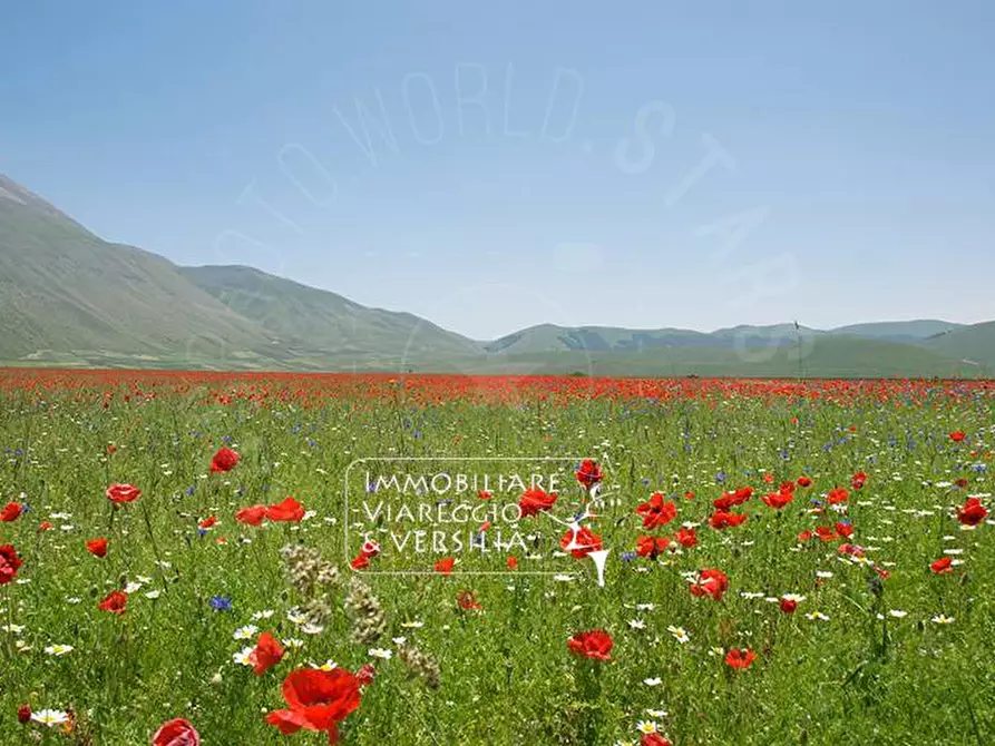 Immagine 1 di Terreno agricolo in vendita  in via della Migliarina a Viareggio