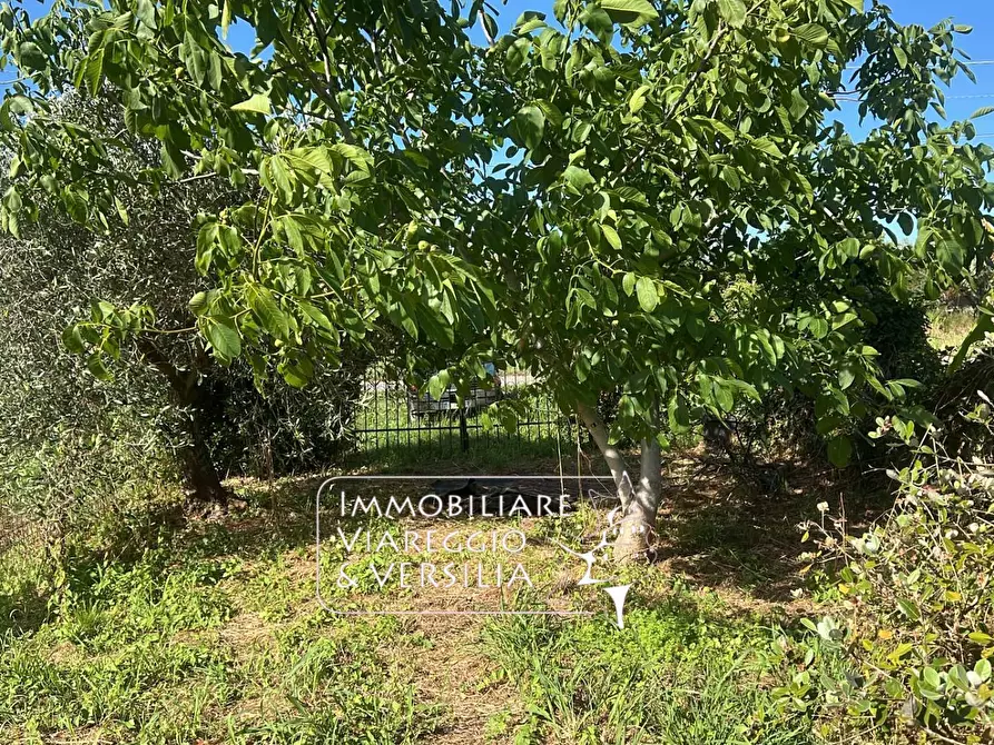 Immagine 3 di Terreno agricolo in vendita  in via Argine Padre Pietro a Massarosa