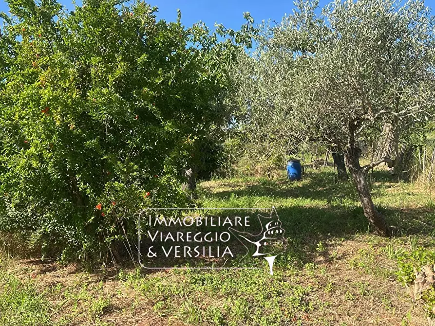 Immagine 5 di Terreno agricolo in vendita  in via Argine Padre Pietro a Massarosa