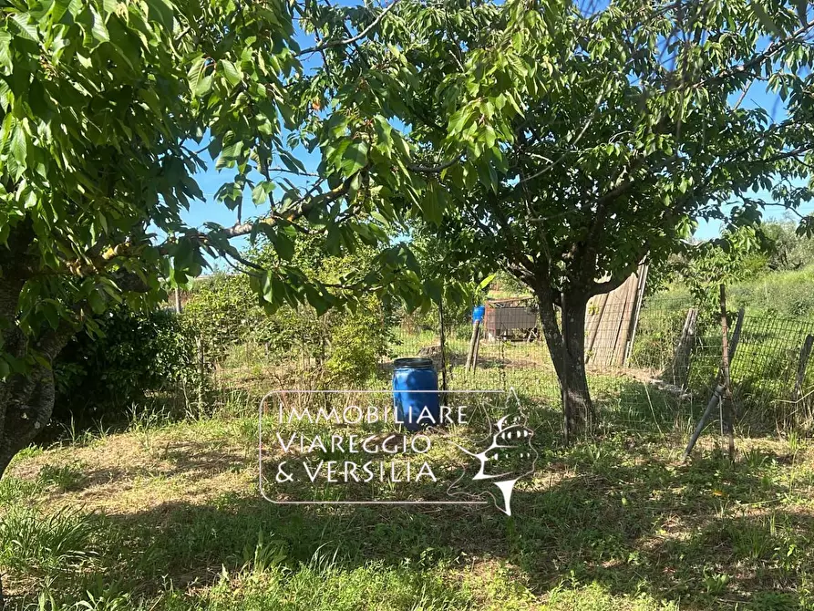 Immagine 4 di Terreno agricolo in vendita  in via Argine Padre Pietro a Massarosa