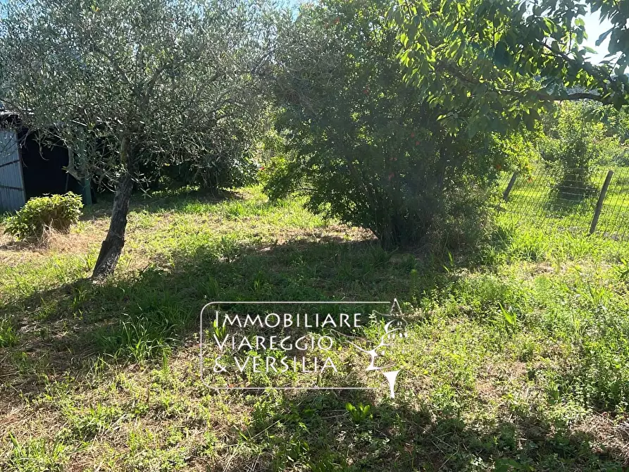 Immagine 9 di Terreno agricolo in vendita  in via Argine Padre Pietro a Massarosa