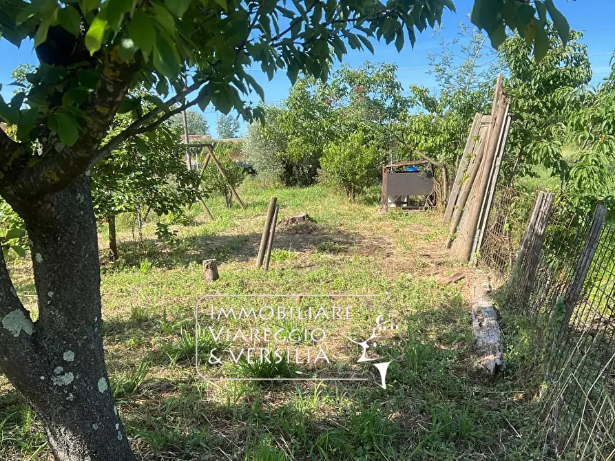Immagine 6 di Terreno agricolo in vendita  in via Argine Padre Pietro a Massarosa