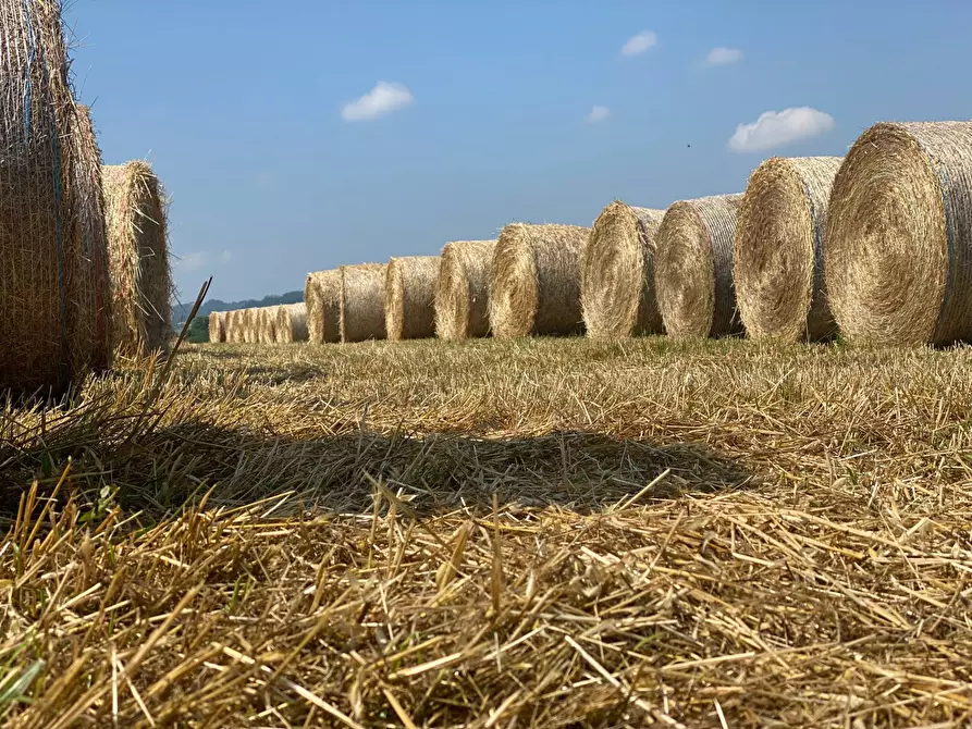 Immagine 14 di Rustico / casale in vendita  a Casalnoceto