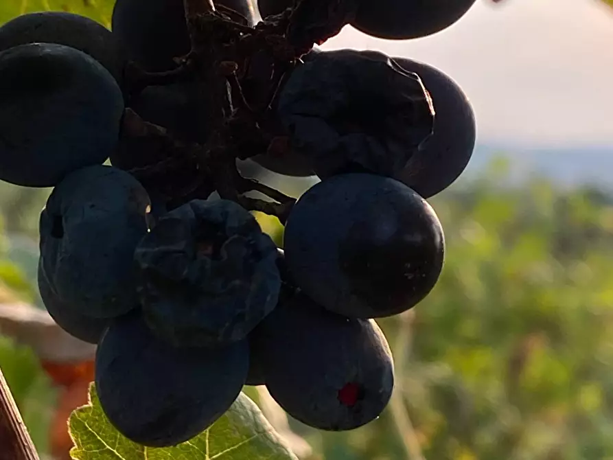 Immagine 16 di Rustico / casale in vendita  a Casalnoceto