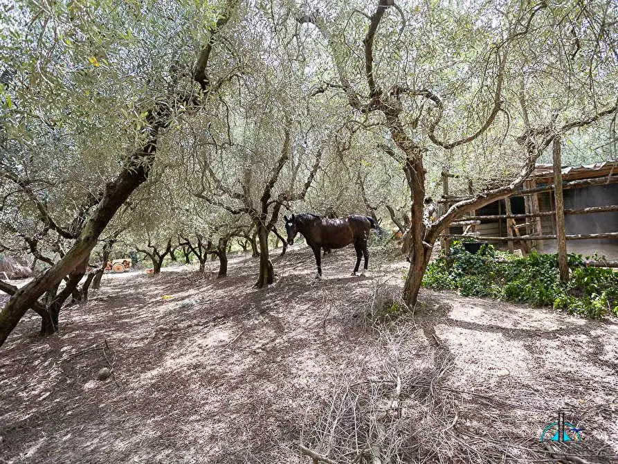 Immagine 102 di Villa in vendita  in Via dei cappuccini a Collevecchio