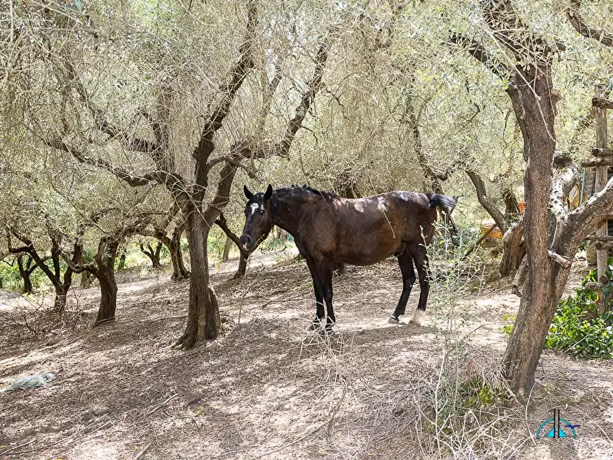 Immagine 103 di Villa in vendita  in Via dei cappuccini a Collevecchio