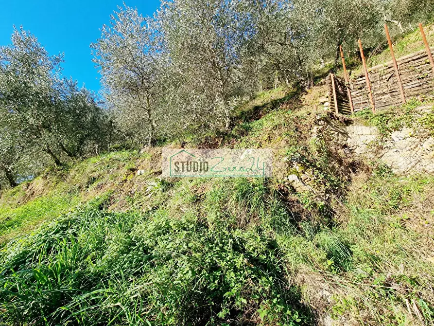 Immagine 2 di Terreno agricolo in vendita  in via sandro pertini a Camaiore