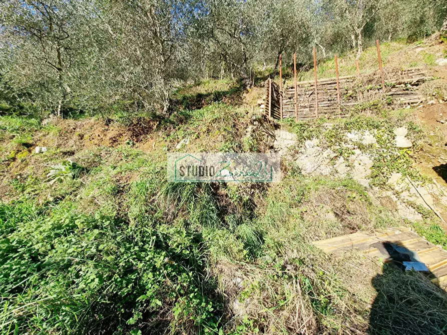 Immagine 3 di Terreno agricolo in vendita  in via sandro pertini a Camaiore