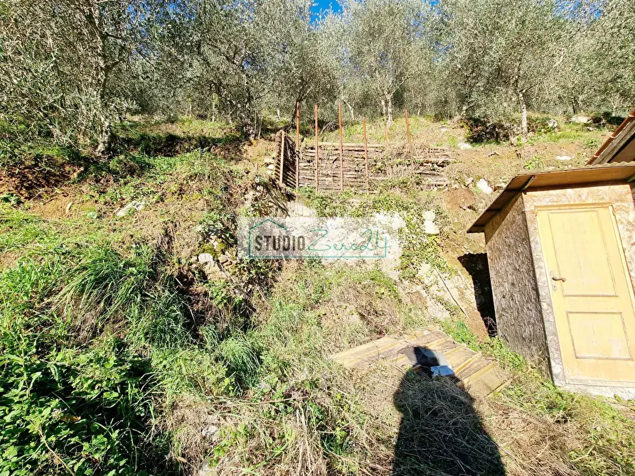 Immagine 4 di Terreno agricolo in vendita  in via sandro pertini a Camaiore