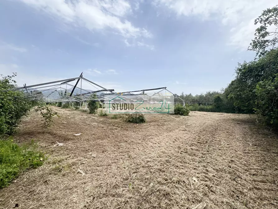 Immagine 10 di Terreno agricolo in vendita  in Via del Gallino 11 a Camaiore