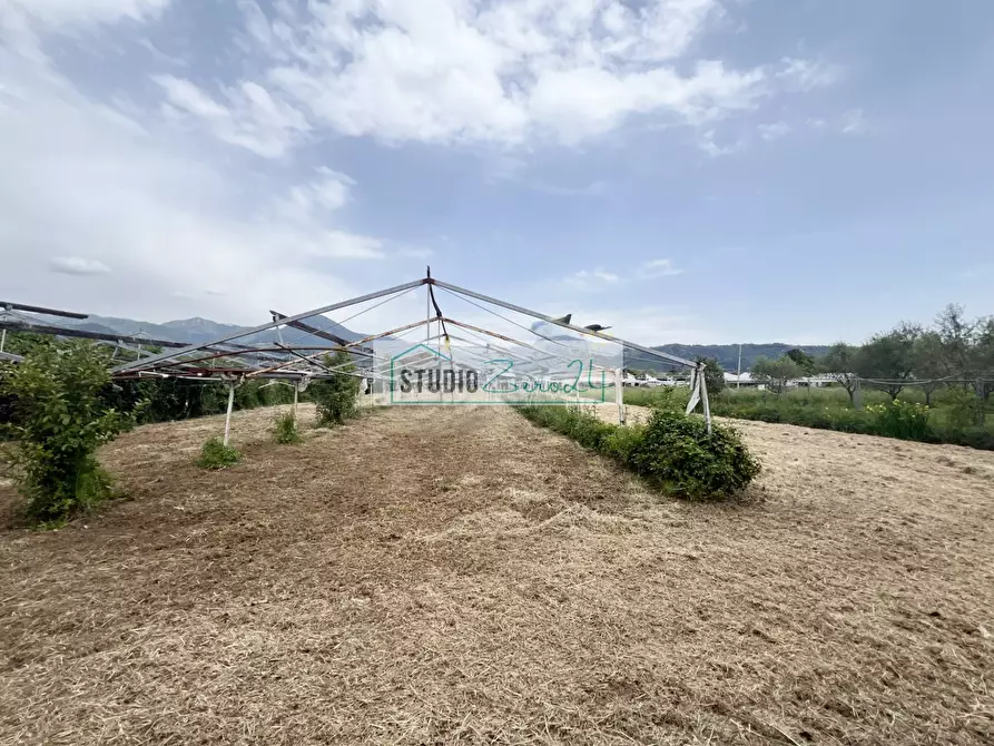 Immagine 11 di Terreno agricolo in vendita  in Via del Gallino 11 a Camaiore