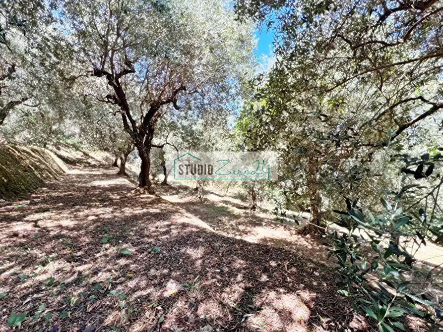 Immagine 4 di Terreno residenziale in vendita  in via vecchia provinciale a Camaiore